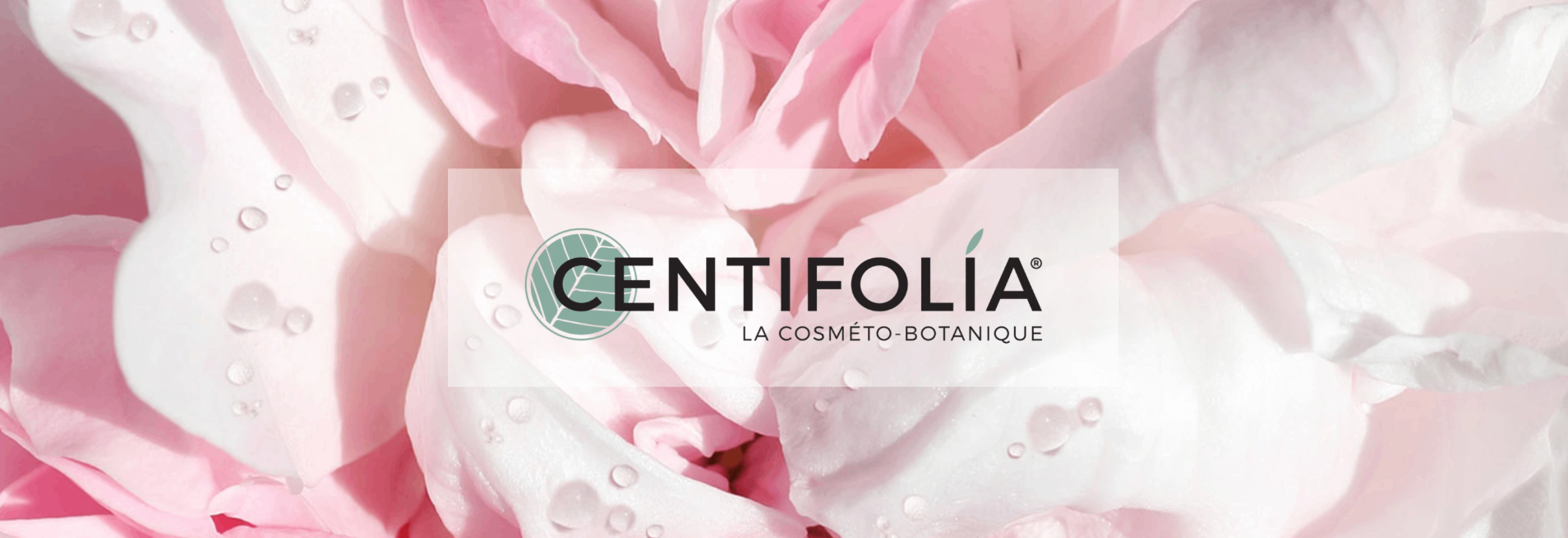 Centifolia